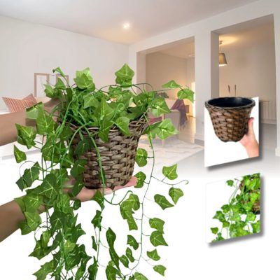 Planta pendente